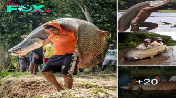 ST “Introducing the Freshwater Giant: Did You Know Arapaima gigas is Among the Largest Fish Species?” ST