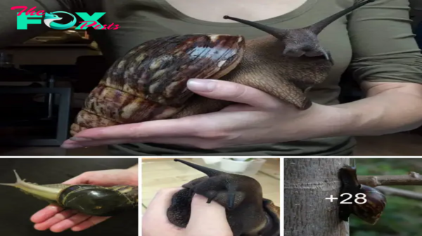 The Massive Giant African Snail: Growing to Lengths Comparable to a Human агm.sena