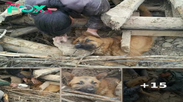 Resilient Dog Emerges Victorious After 77 Hours Buried in Earthquake-Ravaged Home in China, Nourished by Rainwater