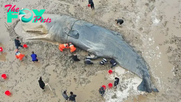 SAO.20-Hour Rescue Mission Saves the Life of a 10-Ton Stranded Whale..SAO