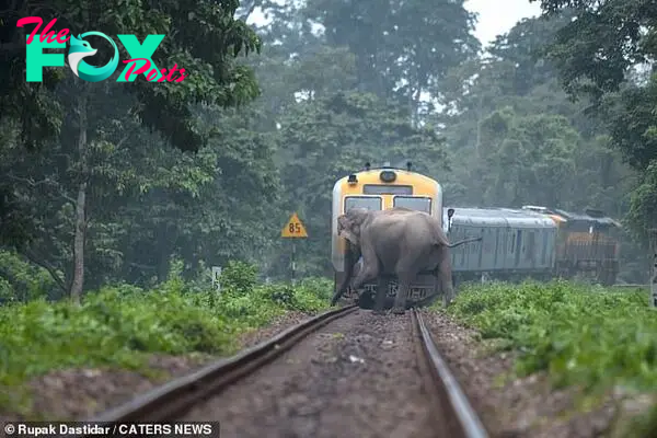 /5.Elephants narrowly evade an oncoming train as they traverse the tracks within an Indian forest, a heart-stopping moment that underscores the delicate balance between human infrastructure and wildlife habitats.