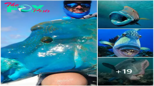 A marine fisherman in the American Sea panicked after catching a huge blue fish with a strange face.