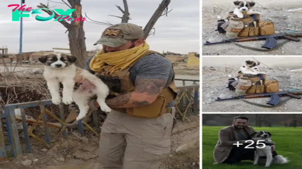 Lamz.A Heartwarming Tale: In the Chaos of War, a British Soldier Rescues a Helpless Puppy and Finds a Cherished Companion