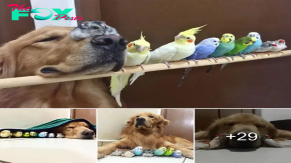 Lamz.An Unconventional Friendship: A Dog, Eight Birds, and a Hamster’s Heartwarming Tale