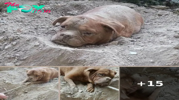 Unspeakable Cruelty Unveiled: Heartbreaking Anguish as Innocent Dog Is Callously Buried Alive Adjacent to a Garbage Dump