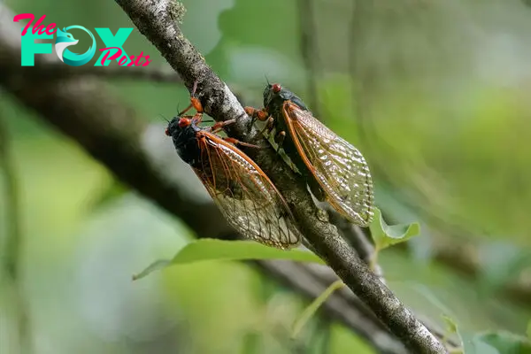 How Trillions of Buzzy Cicadas Will Affect People on the Autism Spectrum