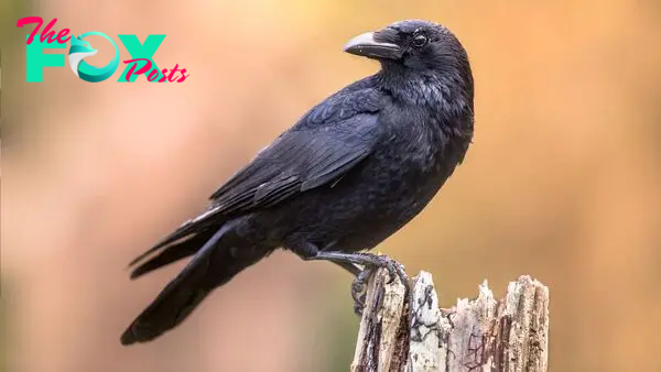 Crows can count out loud, startling study reveals