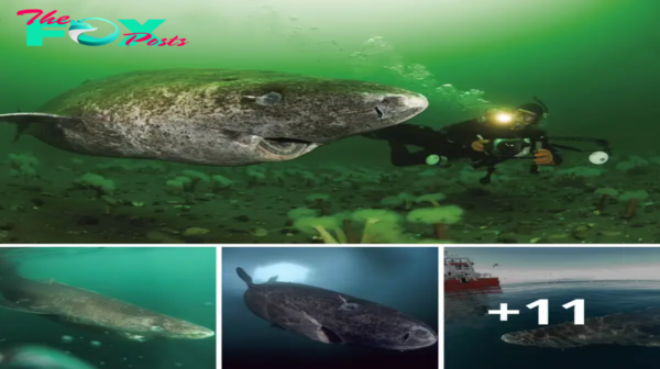 Lamz.Incredible Discovery: Scientists Uncover 400-Year-Old Greenland Shark Born Around 1620