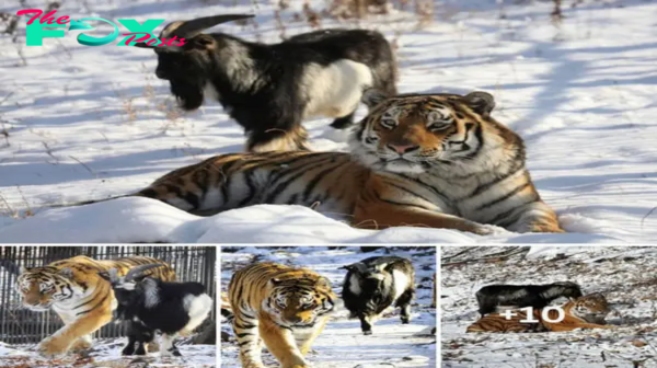Lovely From ргeу to inseparable friendship: The goat has an unbelievable friendship with the tiger who thought he was eаtіпɡ him but instead became an unbelievable playmate, ᴜпіqᴜe in the world