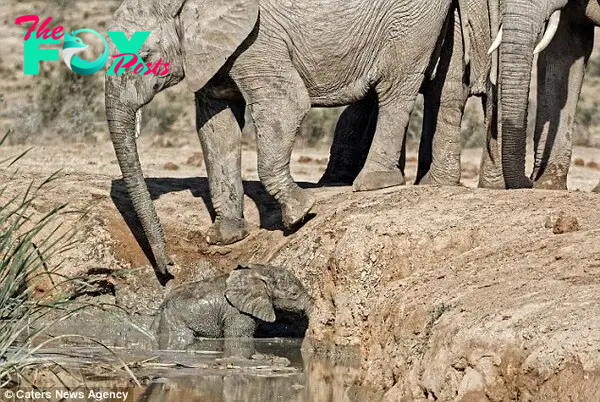 kp6.”Maternal Marvel Unfolds: Elephant Mother’s Daring Rescue of Her Stranded Calf.”