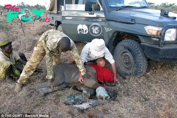 kp6.”Unyielding Resilience: The Heartfelt Journey of a Rescued Elephant Calf Liberated from Poachers’ Snare.”