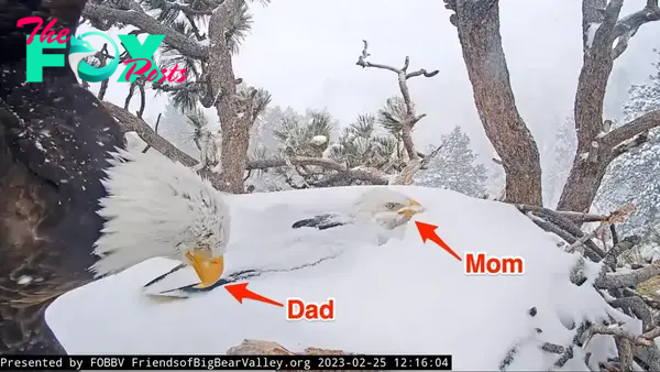 /5.In a shocking act of parental sacrifice, two eagle parents took turns allowing themselves to be buried under layers of snow to shield their eggs from a brutal California storm.