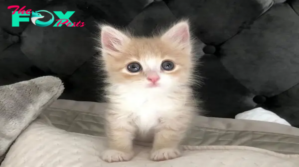 fpt..A tiny kitten, rescued from an uncertain fate, found happiness through fostering. ‎