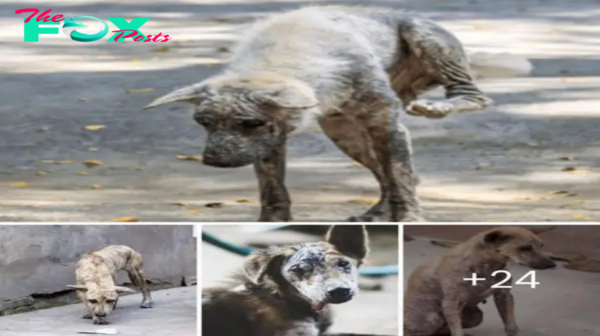 Lamz.Tears of Hope: Despite a Haunting Skin Disease, the Dog’s Determined Journey to Reunite with Its Owner Inspires Us All. Hang in There, Dear Dog, Your Day Will Come.