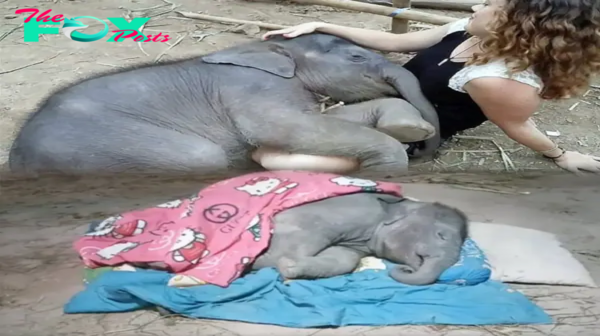 An Unbreakable Connection: The Heartwarming Story of a Baby Elephant and Its Devoted Caretaker