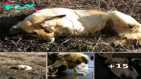 A Ray of Hope: Volunteers Rescue a Blind Dog from a Field of Wild Grass, Discovering Remarkable Obedience and Goodness.