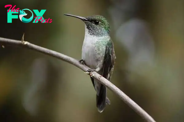 /5.Ingenious Little Hummingbird Astounds Researchers by Constructing an Elaborate Nest Complete With a Roof, Showcasing Unbelievable Architectural Skills in the Animal Kingdom.