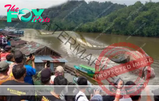 SAO.Enormous 100m-Long Bull-Headed Snake Spotted in Kalimantan, India.SAO