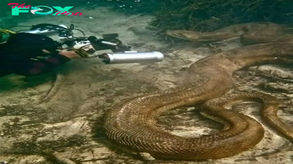 SN Unexpected Find: US Divers Discover 375-Foot Giant Serpent Hidden Under Mississippi Riverbed