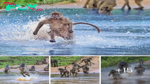 Video: Heartbreaking Scene as Mongooses Ruthlessly Tear Apart Baby Hare, Exposing the Brutality of the Animal Kingdom