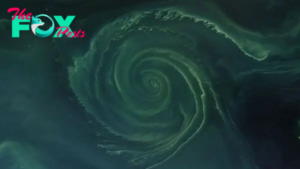 Earth from space: Ethereal algal vortex blooms at the heart of massive Baltic 'dead zone'