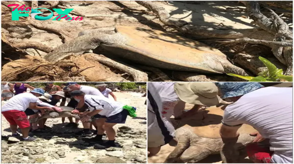 Tourists Rescue 100kg Turtle Trapped Upside Down under Tree Roots on a Great Barrier Reef Island