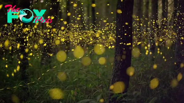 How do fireflies light up?