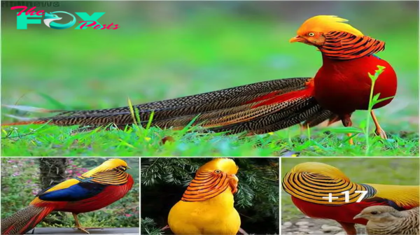 Enter the fascinating world of the golden pheasant, one of the most beautiful and captivating birds in nature.