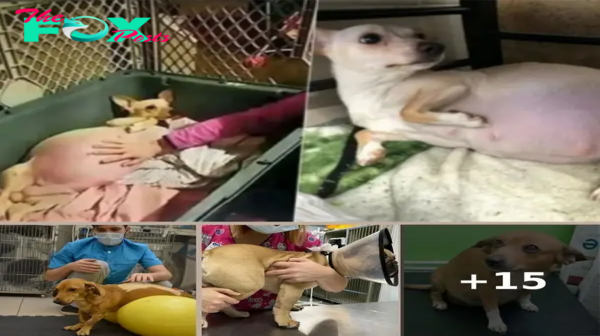 Upon being swiftly rescued by veterinarians, the abandoned dog, its stomach almost bursting, couldn’t contain its tears as it lay on the veterinary bed. The poignant moment of the dog’s rescue melted the hearts of millions.