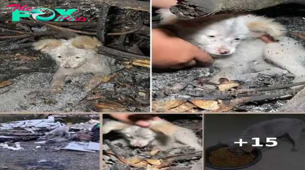 Poor, scared puppy left behind after an earthquake was luckily found and rescued by rescuers