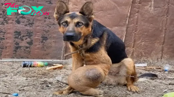 uss.A homeless dog, burdened by a colossal tumor for 7 years, sheds tears of joy as rescuers arrive, offering treatment and igniting a poignant moment of relief and newfound hope.