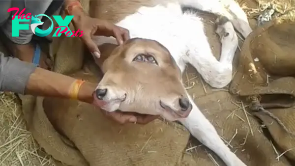 f.The two-headed calf is enchanting with the blue color of its eyes.f