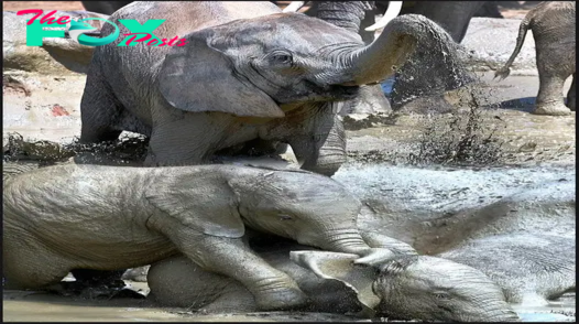 Playful Baby Elephants Enjoy a Mud Bath at Addo Elephant National Park