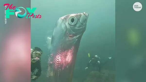 nht.Giant fish spotted near Taiwan, dubbed the “fish from the end of the world.”