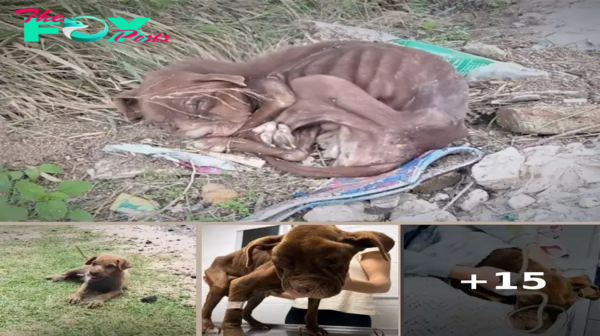 Resilience and Redemption: A Stray Dog’s Journey from Abandonment to Hope, Overcoming сгᴜeɩtу and Emaciation to Find a Forever Home