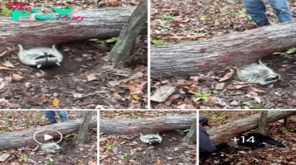 Heartwarming moment kind-hearted rescuers try to free a raccoon trapped under a fallen tree