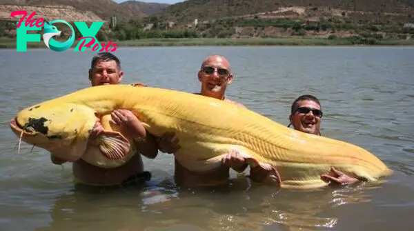 /5.In a staggering feat of angling prowess, a fisherman shatters records by capturing an enormous eight-foot albino catfish, sending shockwaves through the fishing community and etching his name into the annals of legend.