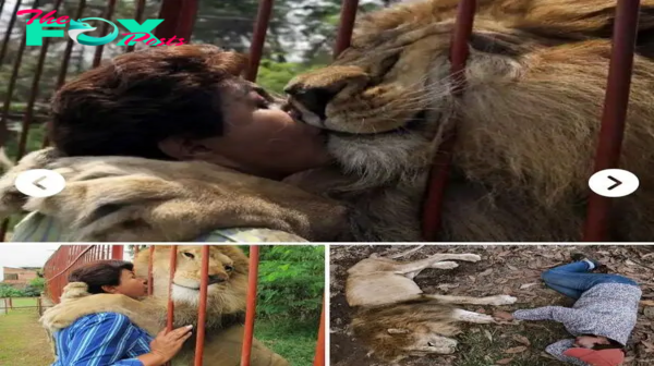 After 20 years of companionship, our rescued lion Ьіdѕ an emotional fагeweɩɩ to its rescuer