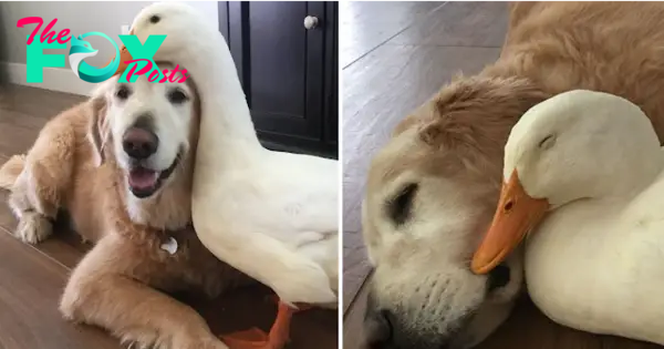 NN.Meet the heartwarming pair: Barclay, the lovable Golden Retriever, and his steadfast companion, Rudy, a 4-year-old Pekin duck, embody the enduring essence of friendship that knows no bounds, transcending the barriers of species.