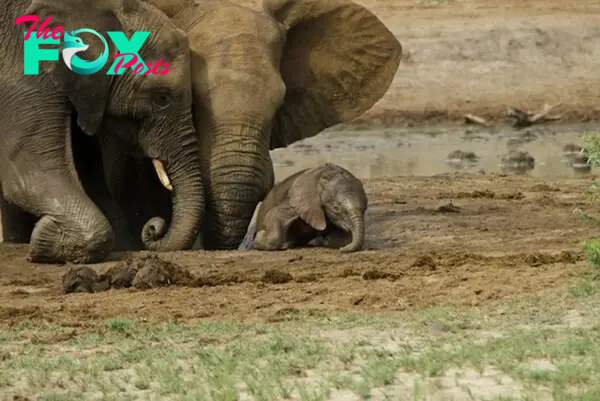 kp6.”Muddy Struggle: A Herd’s Chaotic Effort to Rescue a Baby Elephant.”