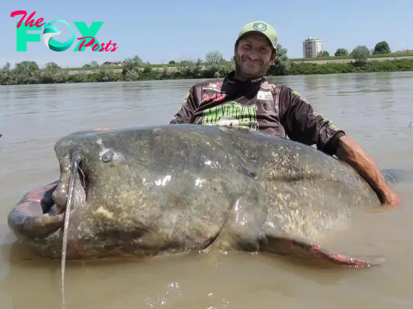 nht.Breaking News: Angler reels in colossal 9ft 4¼in river monster in Italy after an epic 43-minute battle, shattering world records.