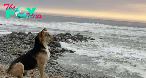 kp6.Every day at precisely 5 o’clock, the faithful dog would return to the same spot on the beach where its owner used to fish, gazing out at the horizon. Unaware that its owner had passed away over a year ago, the dog’s unwavering loyalty is truly heartbreaking.