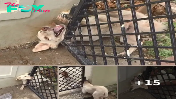 For hours at a time, the dog remained trapped in the iron gate’s relentless grip, its moans and pitiful cries echoing a plea for help and comfort.