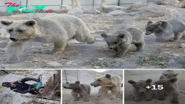 Let’s go home, kids! The mother bear and her two cubs were rescued from the restaurant’s cage while pregnant with their cubs