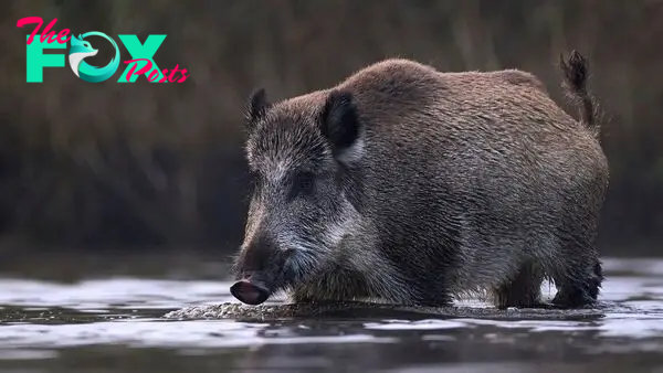 Canadian 'super pigs' are likely to invade northern US, study warns