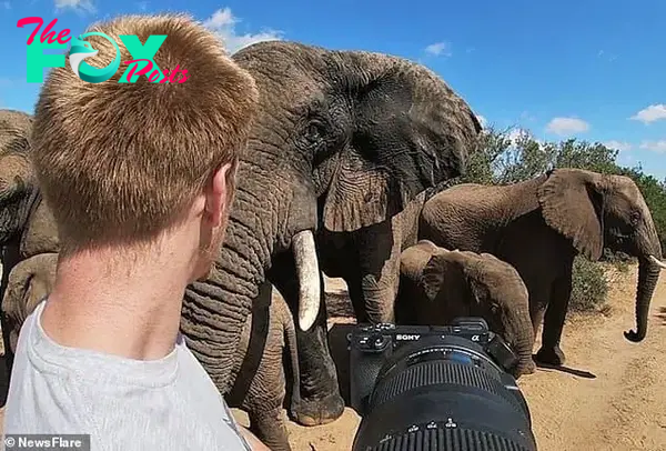 kp6.Wildlife Photographer’s Nerve-Wracking eпсoᴜпteг with Elephants in South Africa.