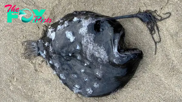 Nightmarish 'footballfish' washes up dead on US beach in potential 1st-of-its-kind occurrence