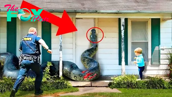 SA. “Unsettling Event: Massive 20-Meter Snake Attempts to Enter Texas House”.SA