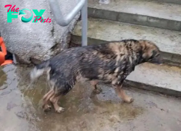 nht.The exhausted dog lay on the side of the road in the pouring rain, evoking sympathy from passersby. Fortunately, a soldier discovered him and offered much-needed help. ‎