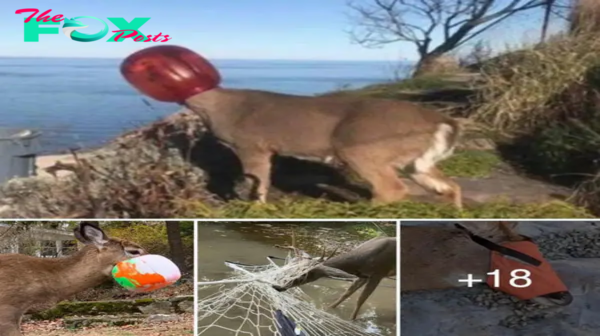 Oh no! These deer are in need of help with their snouts. Let’s гeѕсᴜe them!